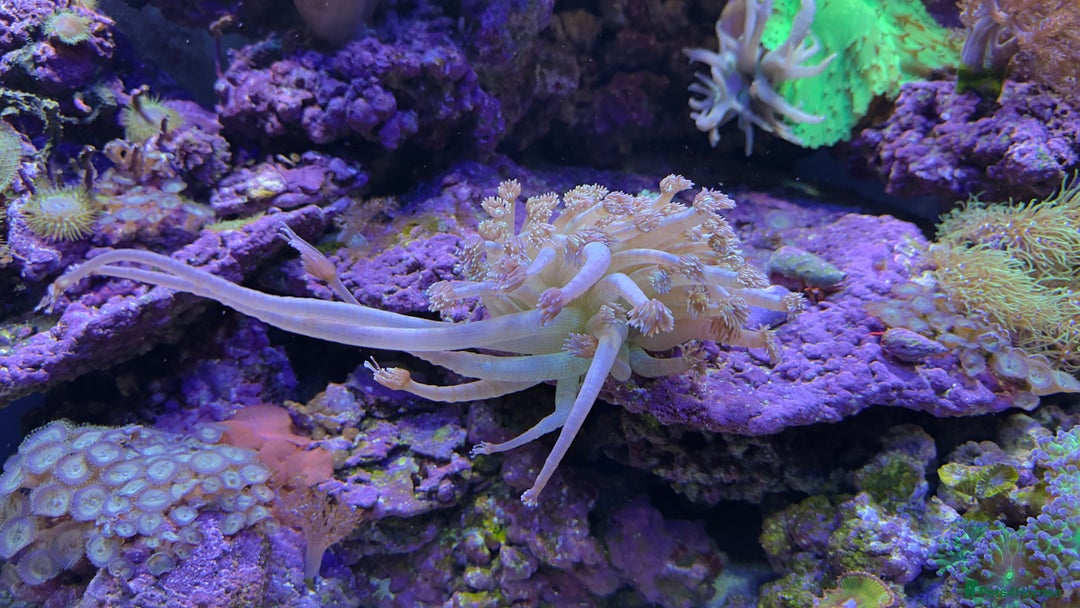 Other/Mixed Breed fish for sale:  600L Full Reef System With Fish & Corals - Image 10