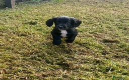 Cocker Spaniel dogs for sale: 2 beautiful cocker spaniels out of a litter of 7 - Image 10