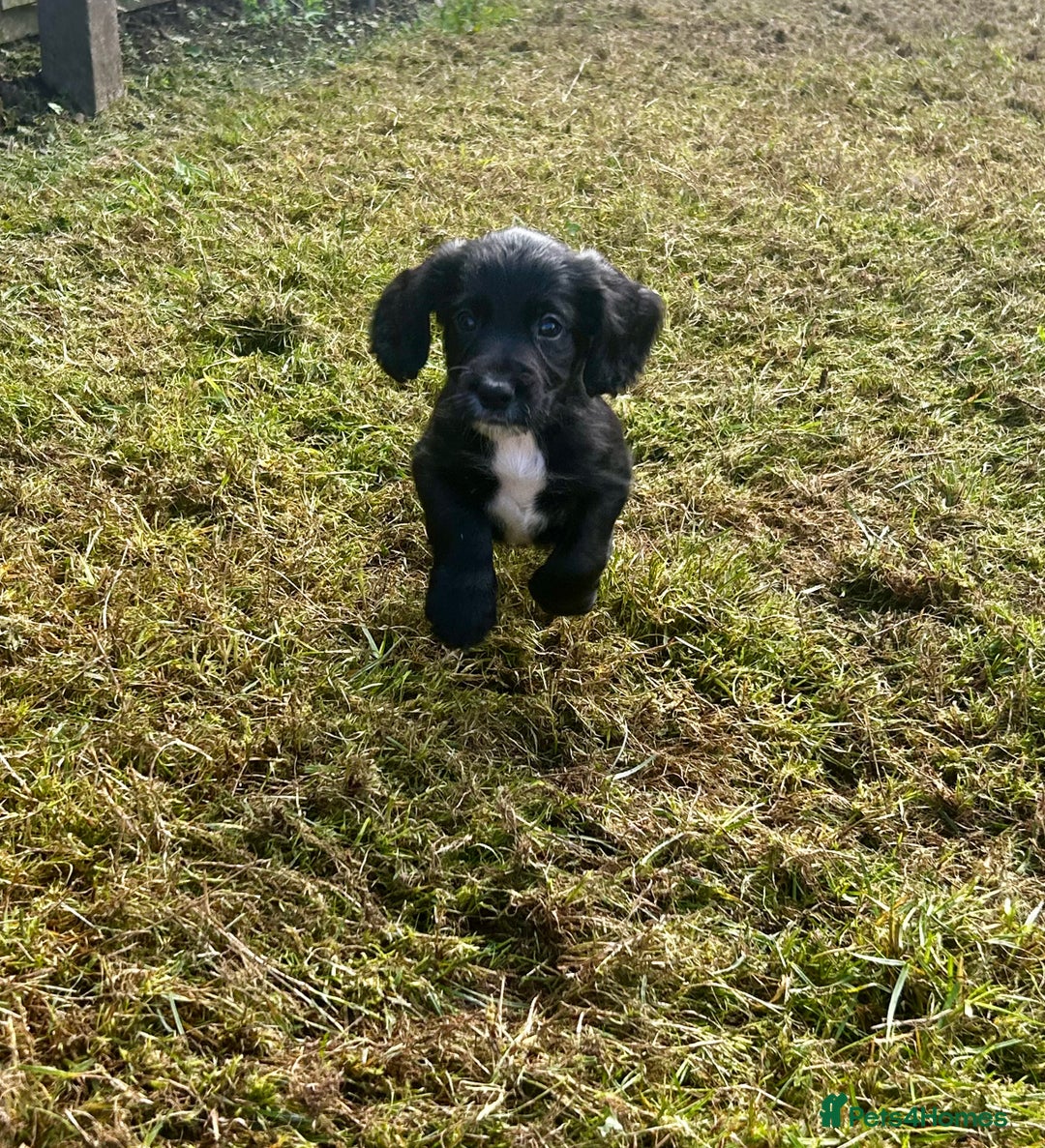 Cocker Spaniel dogs for sale: 2 beautiful cocker spaniels out of a litter of 7 - Image 10