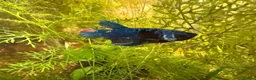 Bettas fish for sale: Nemo koi galaxy Betta male fish - Advert 2