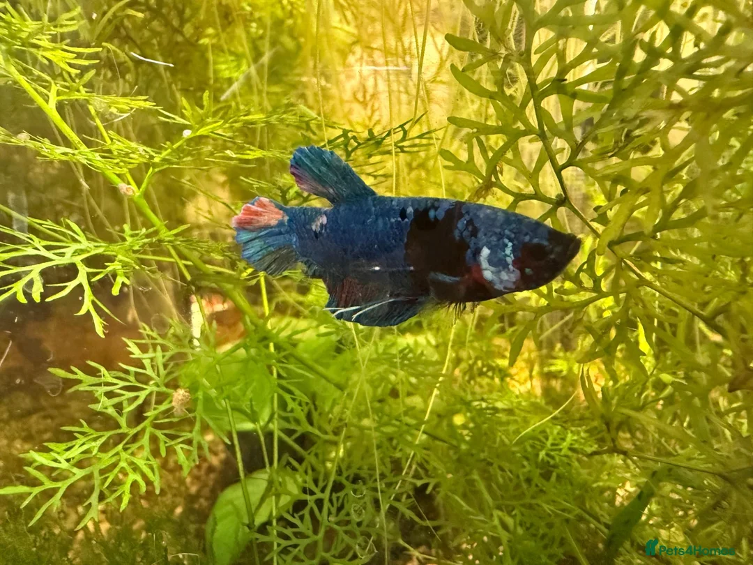 Bettas fish for sale: Nemo koi galaxy Betta male fish - Advert 2