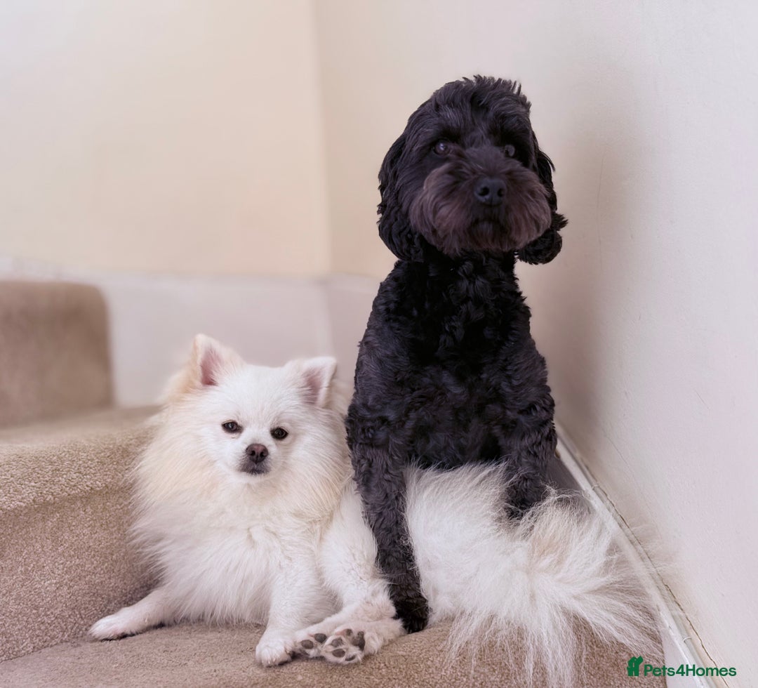 Mixed Breed dogs for sale: Gorgeous Pomapoos Female ready. Vaccinated Chipped - Advert 1