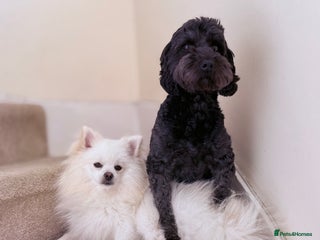 Mixed Breed dogs Gorgeous Pomapoos Female ready. Vaccinated Chipped - Advert 1