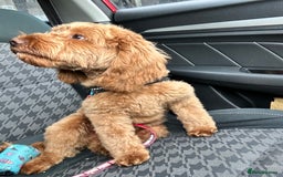 Cockapoo dogs for sale: Great cockapoo male pup - Image 3