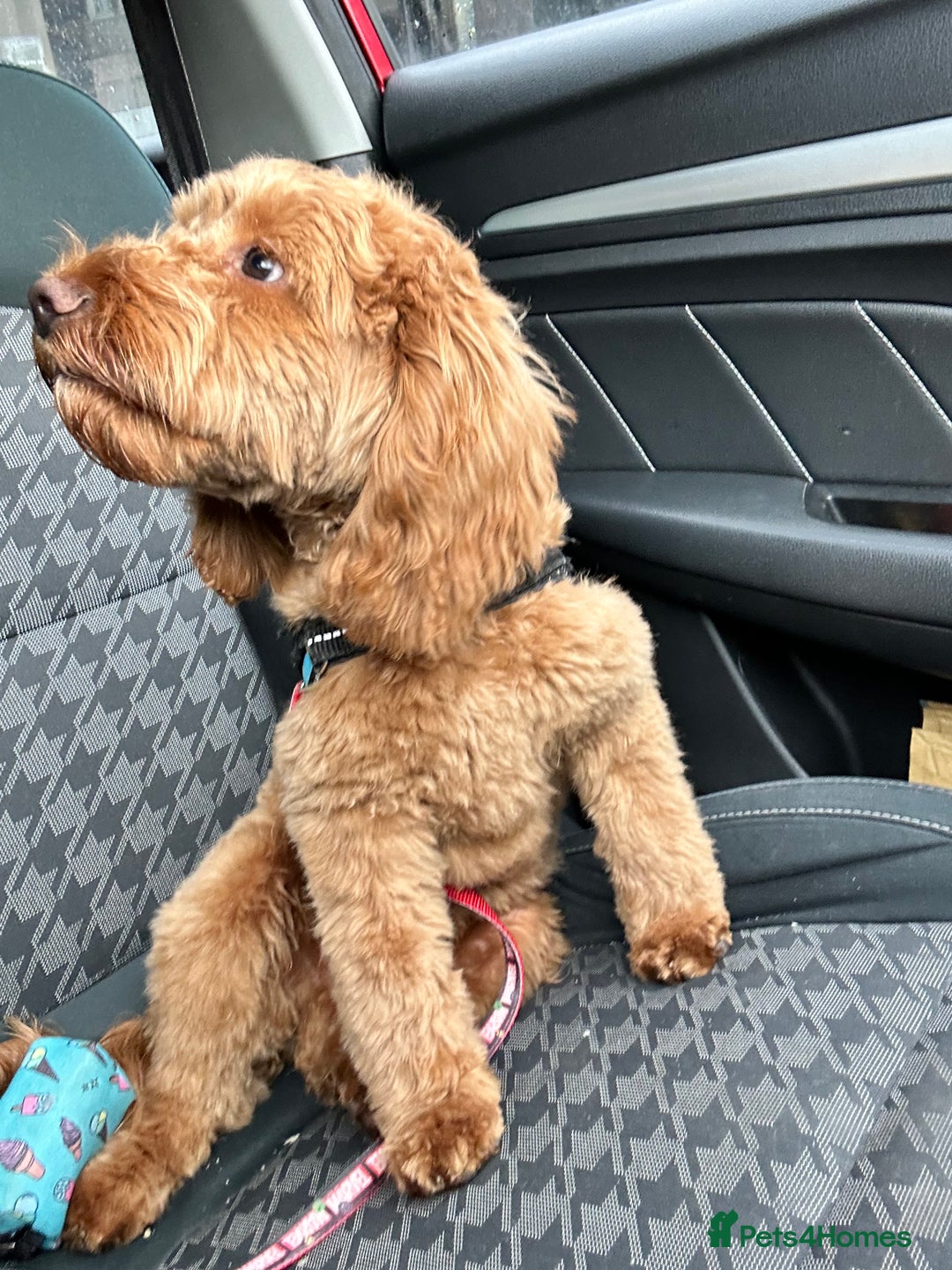 Cockapoo dogs for sale: Great cockapoo male pup - Image 3