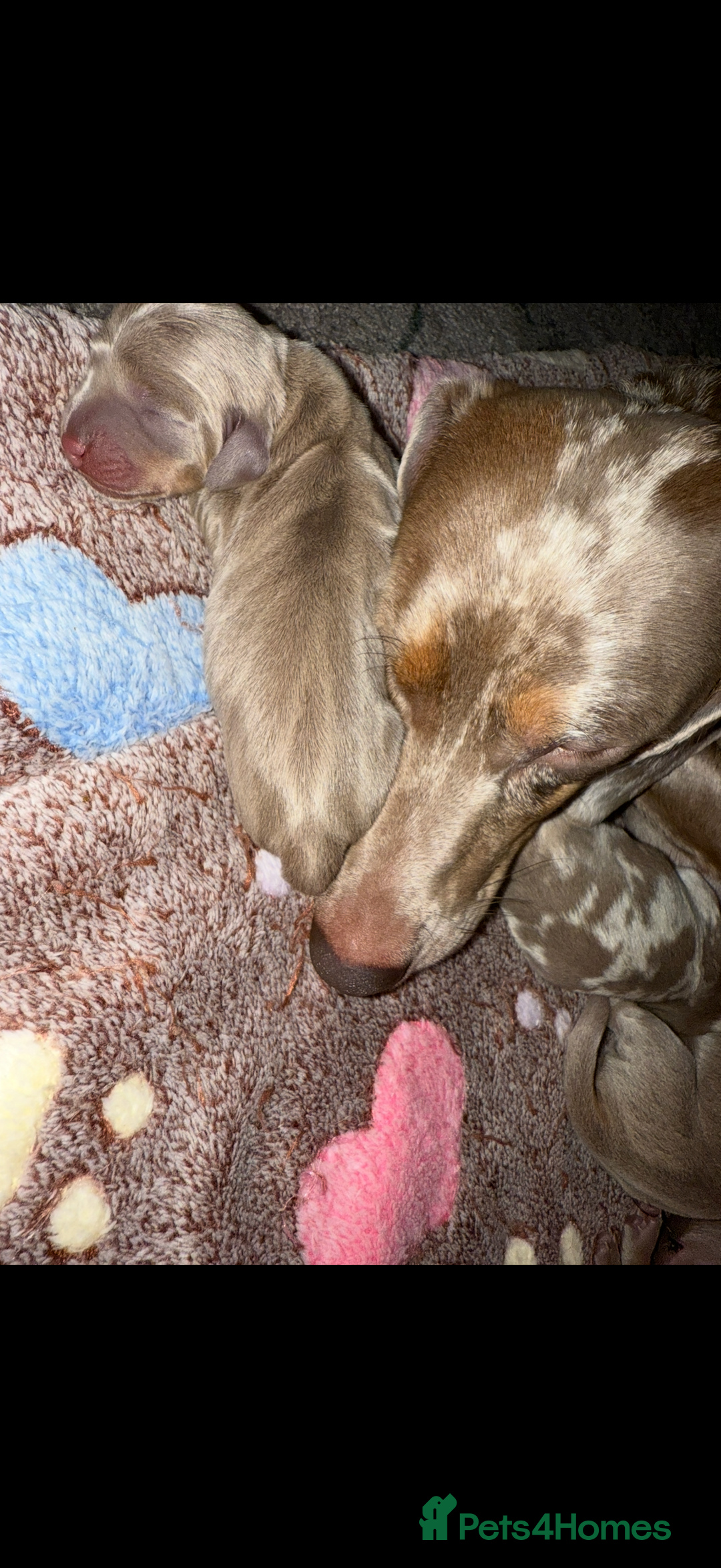 Miniature Dachshund dogs for sale: Isabella-choco long&short hair miniature dachshund - Image 10