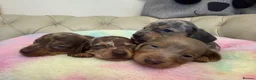 Miniature Dachshund dogs for sale: Miniature Dachshund Dapple Puppies 🐶 5🌟licensed  - Advert 1
