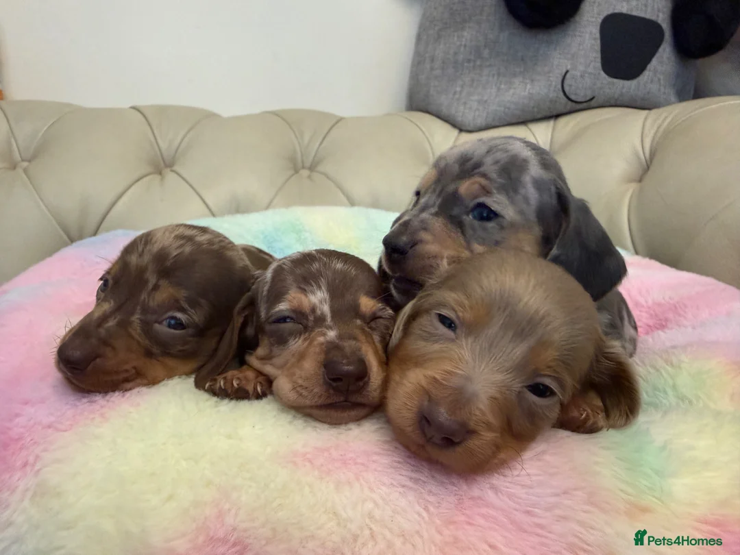 Miniature Dachshund dogs for sale: Miniature Dachshund Dapple Puppies 🐶 5🌟licensed  - Advert 1