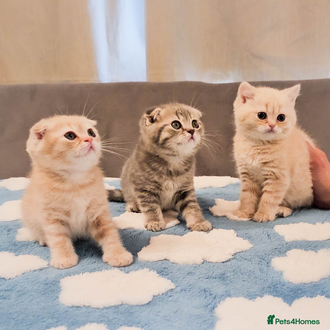 Scottish Fold cats for sale: Adorable Kittens Ready For New Home - Image 1