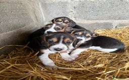 Beagle dogs for sale:  Beagle Pups - Parents DNA Tested - Image 5