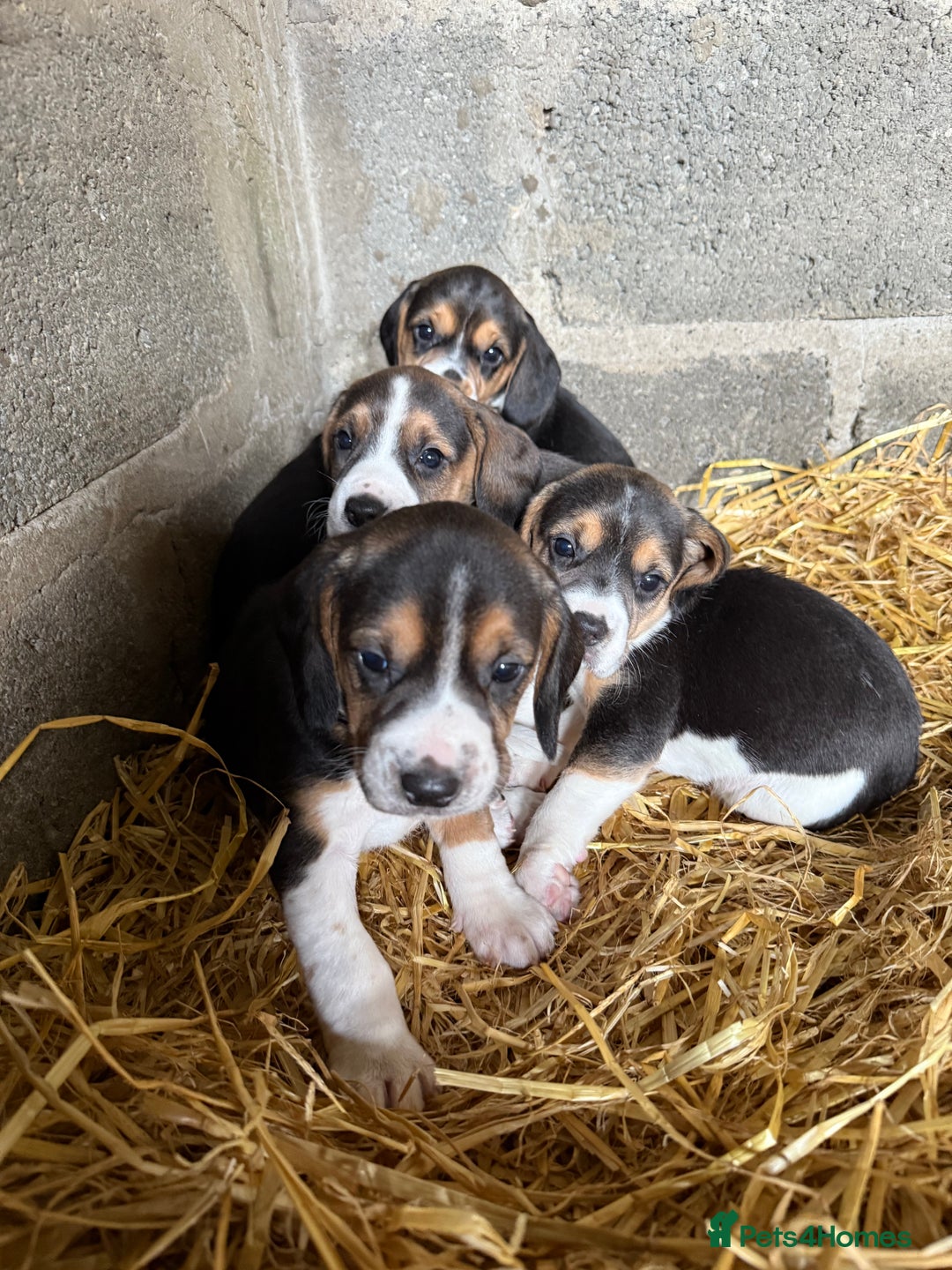 Beagle dogs for sale:  Beagle Pups - Parents DNA Tested - Image 5