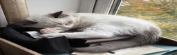 Ragdoll cats for sale: Seal bicolour male TICA registered kitten - Advert 3