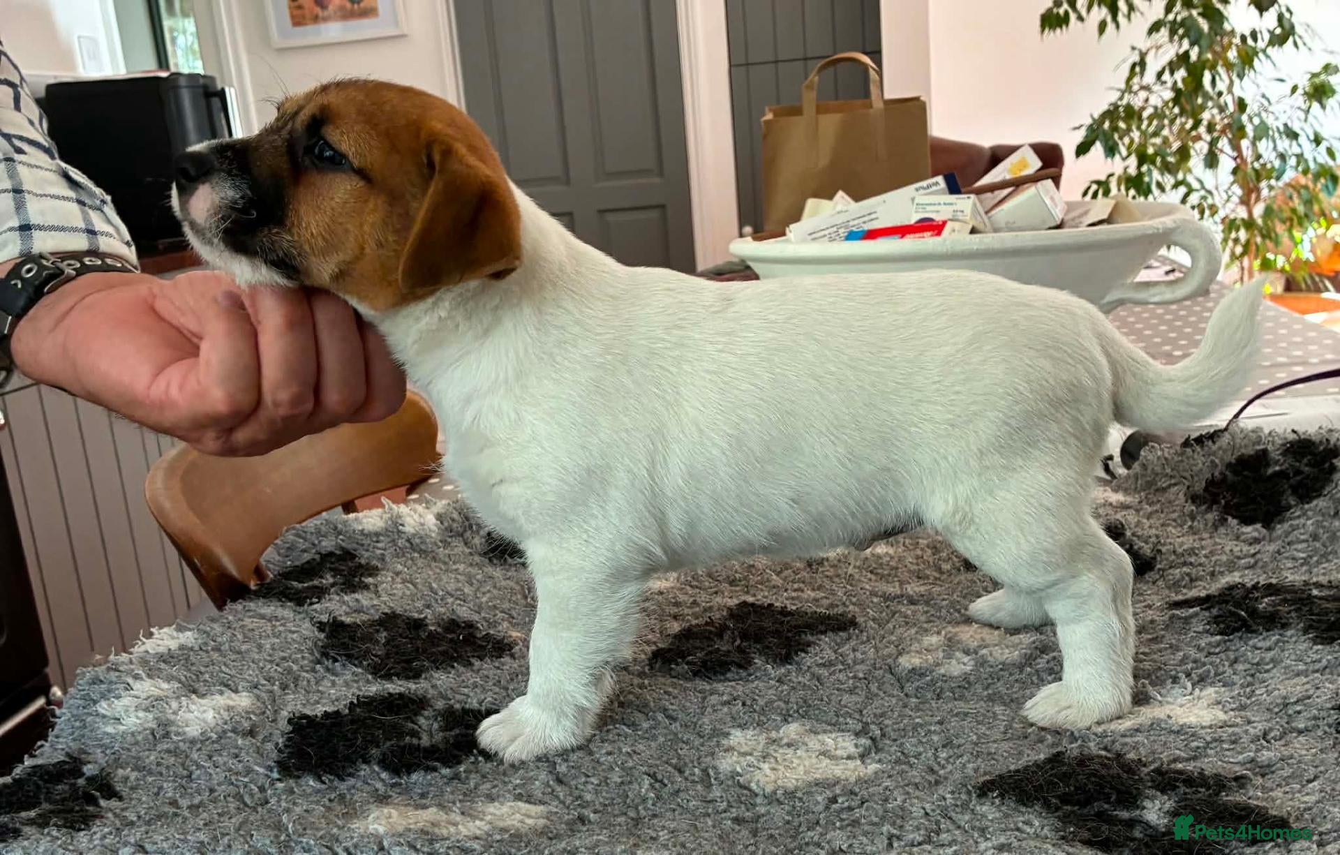 Jack Russell dogs Gorgeous litter of K.C.Registered Jack Russell's - Advert 1