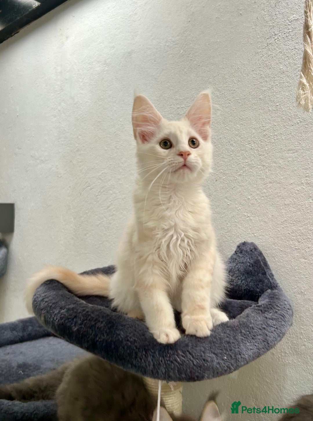 Maine Coon cats for sale: Pedigree TICA Registered Maine Coon Kittens - Image 3