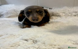 Miniature Dachshund dogs for sale: 2 stunning miniature dachshund puppy’s  - Image 19