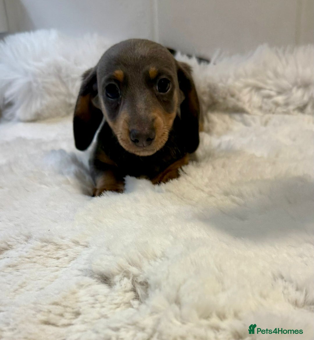 Miniature Dachshund dogs for sale: 2 stunning miniature dachshund puppy’s  - Image 19