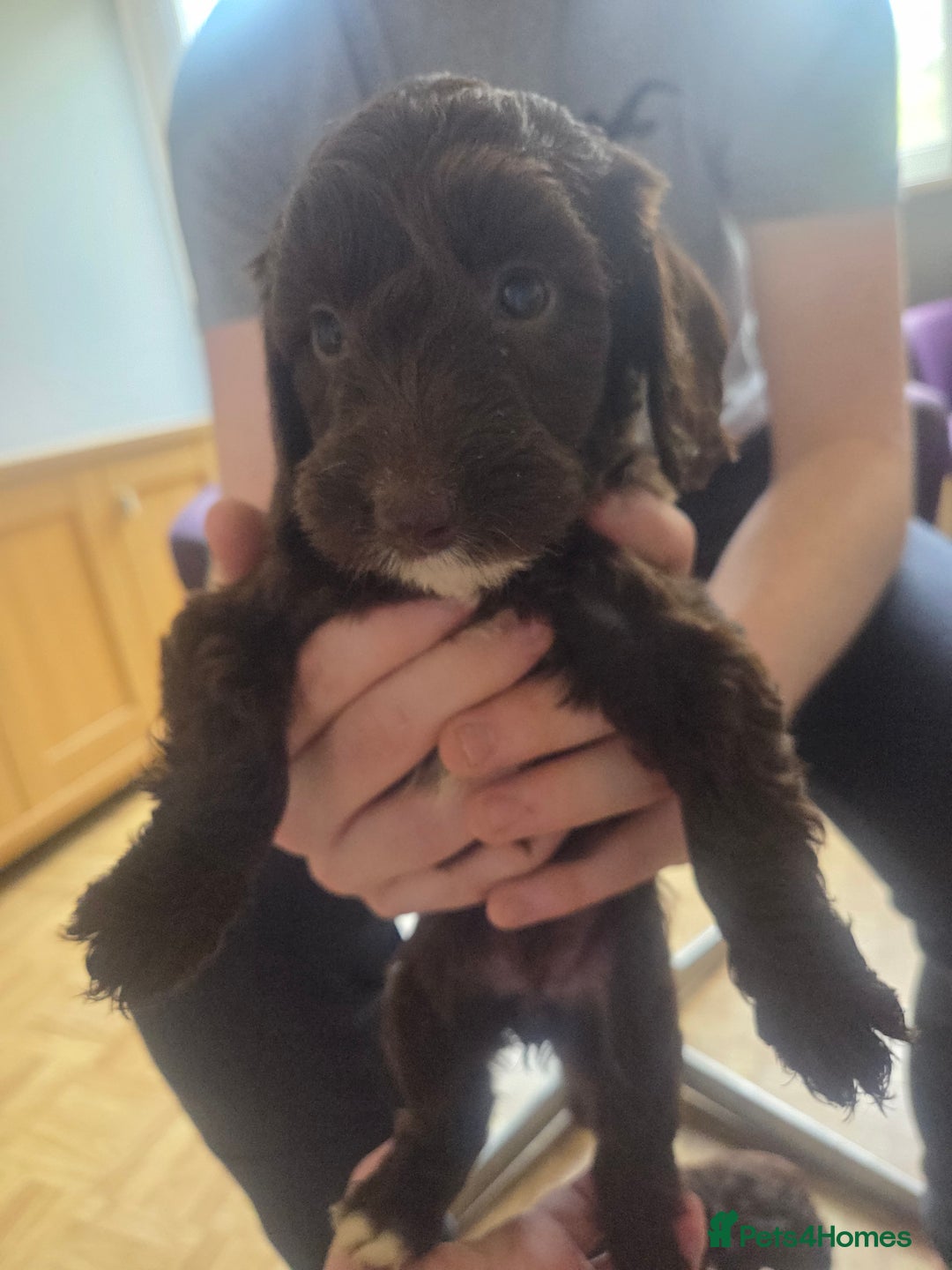 Cockapoo dogs for sale: Gorgeous Cockerpoo puppies  - Image 12