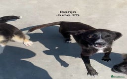 Mixed Breed dogs for adoption: Banjo, 1 yr approx. Available for adoption. - Image 18