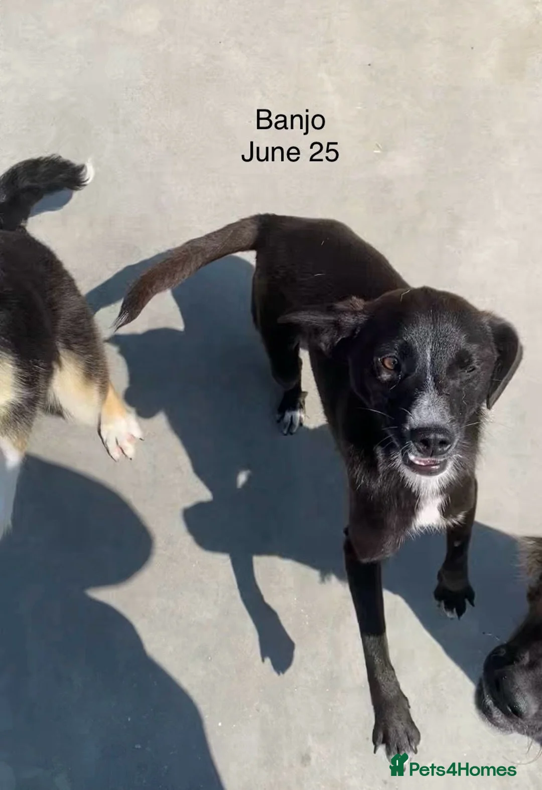 Mixed Breed dogs for adoption: Banjo, 1 yr approx. Available for adoption. - Advert 20