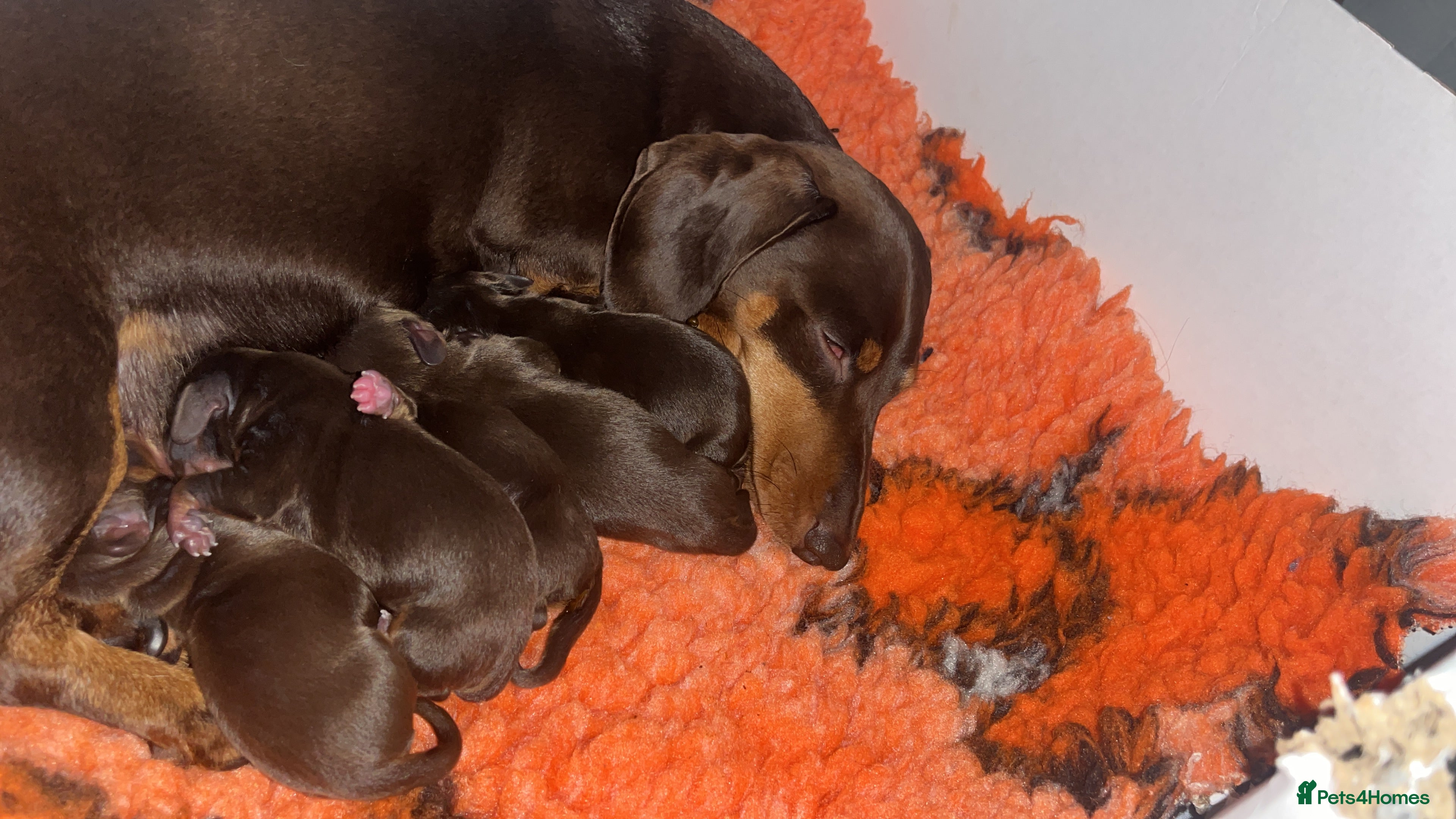 Miniature Dachshund dogs Which chocolate do you choose ?? 🍬  - Advert 7