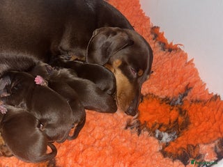 Miniature Dachshund dogs Which chocolate do you choose ?? 🍬 - Advert 10