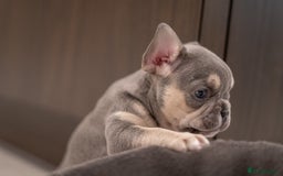 French Bulldog dogs for sale: 2 Male and 2 Female French Bulldogs - Image 2
