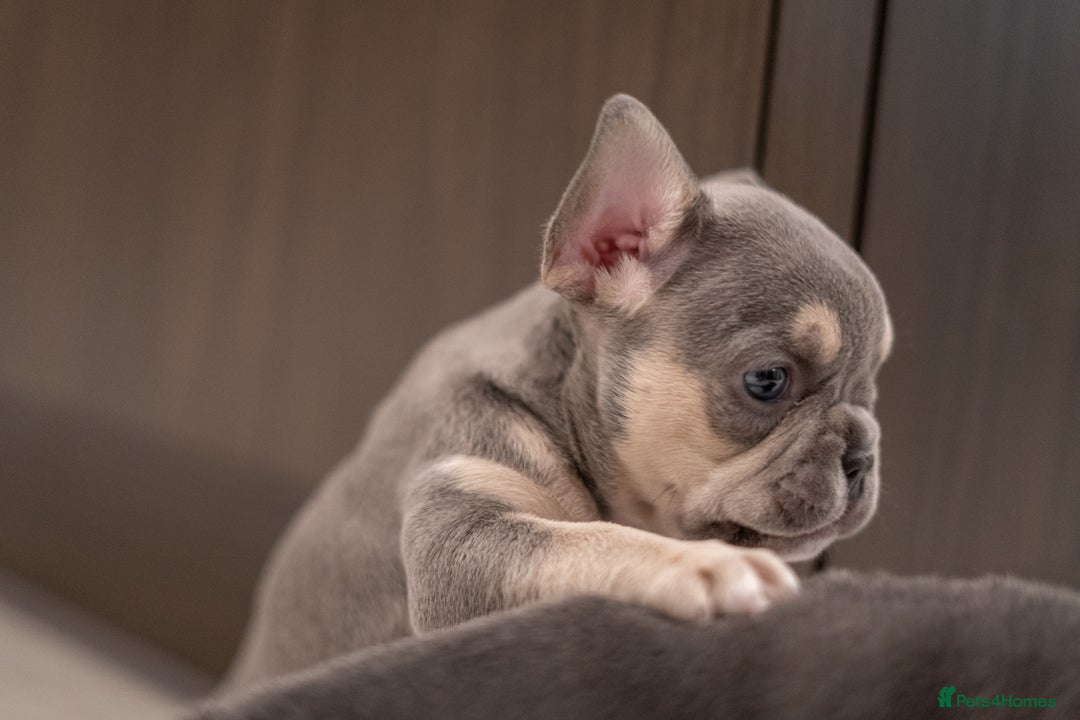 French Bulldog dogs for sale: 2 Male and 2 Female French Bulldogs - Image 2