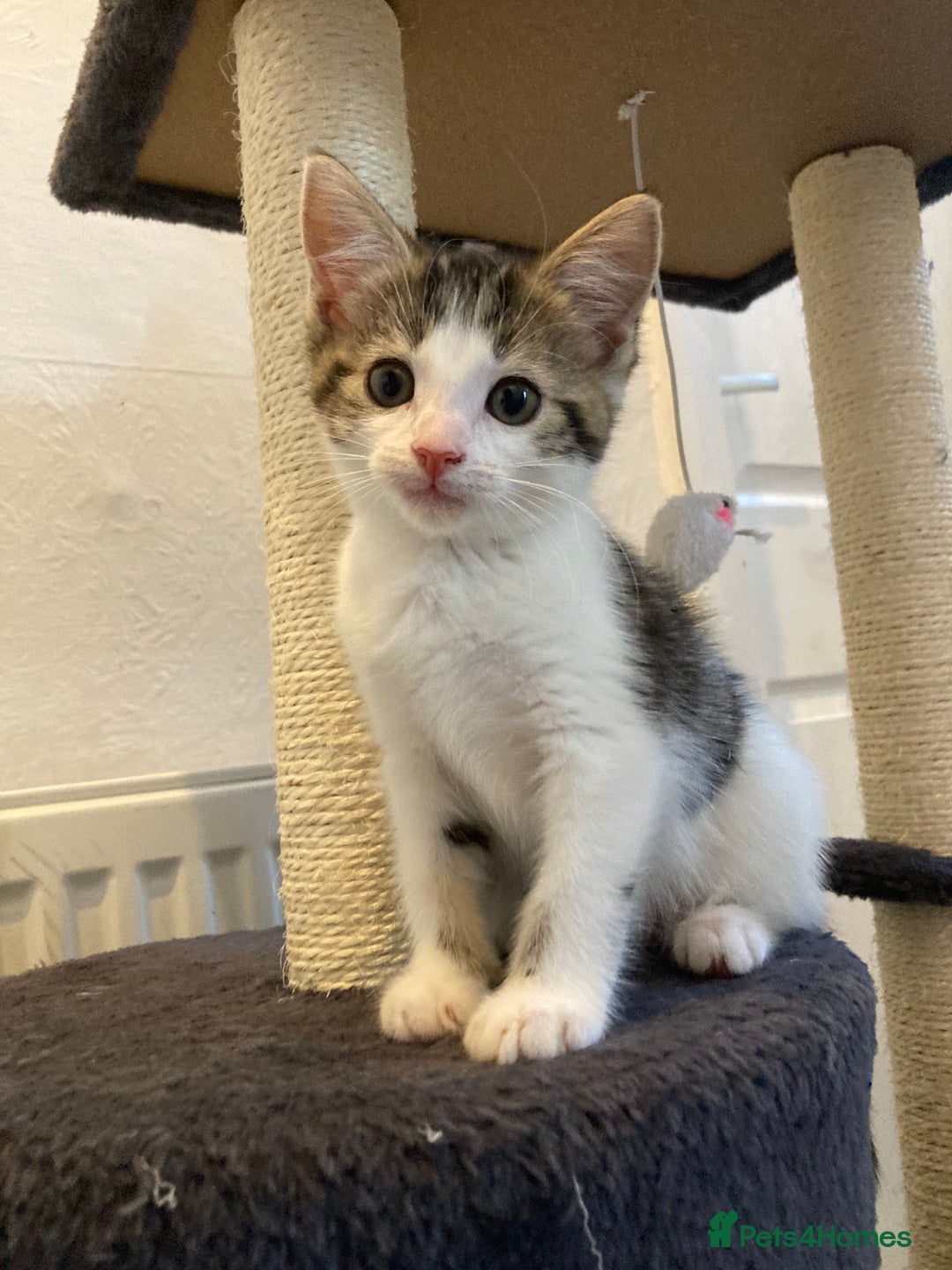 European cats for sale: 4 Cute & Cuddly Kittens Ready For Forever Home - Image 12