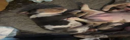 Mixed Breed dogs for sale: Tri Merle Staff lovely colours  in Hemel Hempstead - Advert 34