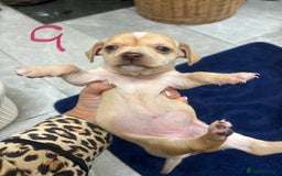 Chiweenie dogs for sale: CHIWEENIE PUPS READY 10TH NOVEMBER  - Image 20