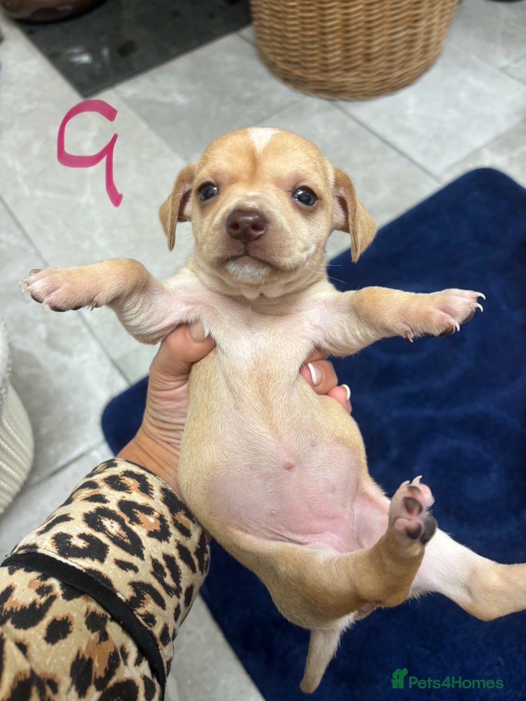 Chiweenie dogs for sale: CHIWEENIE PUPS READY 10TH NOVEMBER  - Image 20