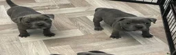 Staffordshire Bull Terrier dogs for sale: K. C registered blue Staffordshire puppies - Advert 22
