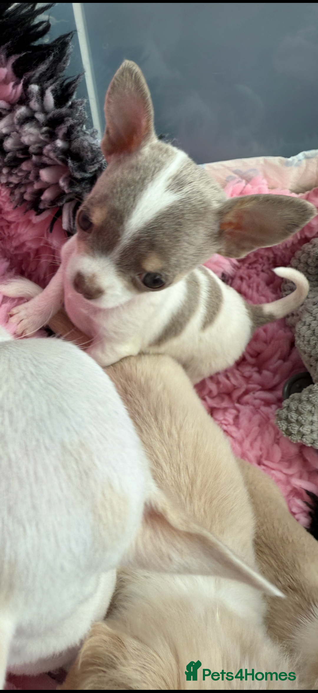 Chihuahua dogs for sale: Exquisite KC Registered Apple Chihuahua Puppies 💖 - Image 38