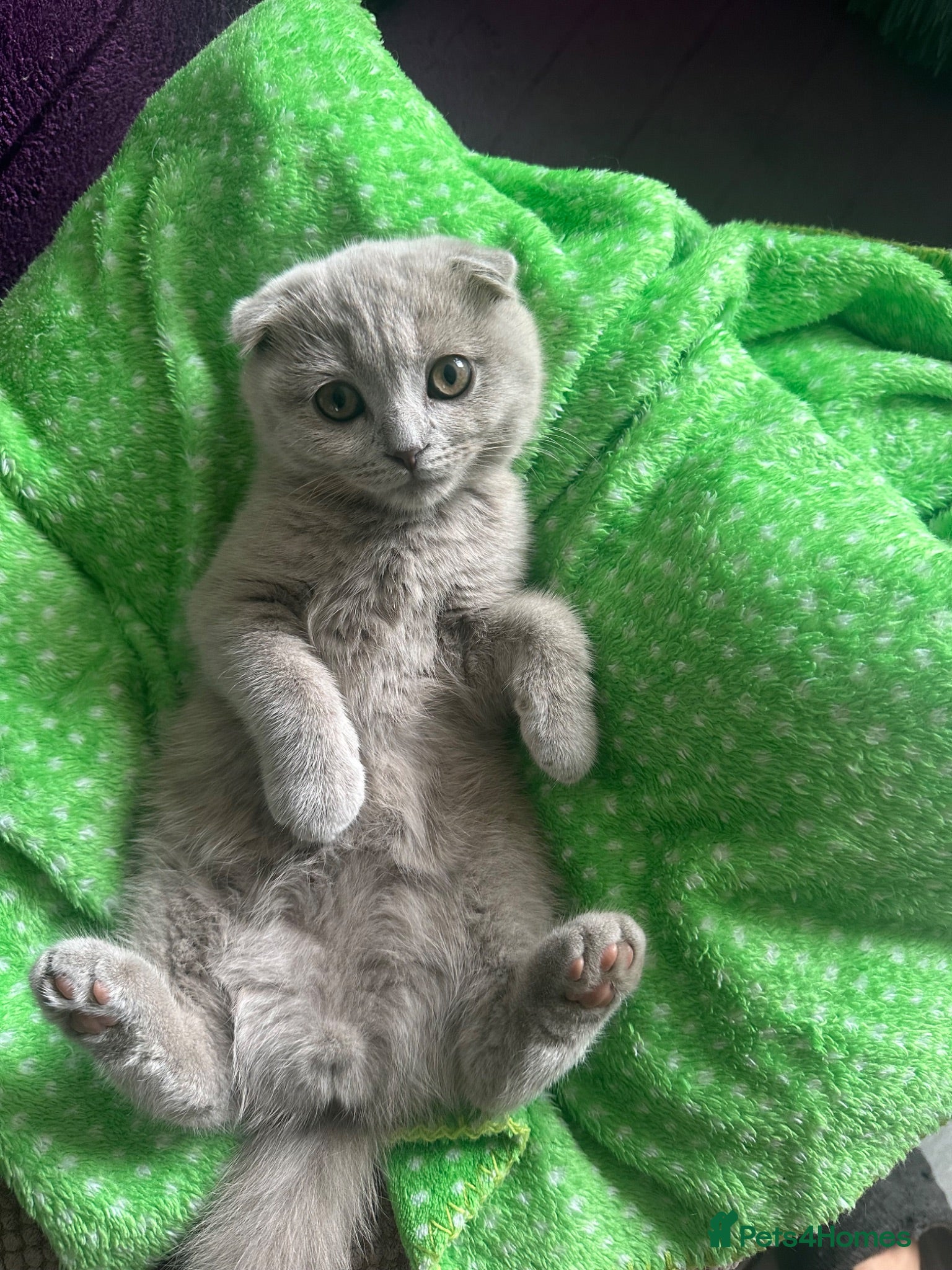 Scottish Fold cats Scottish fold - Advert 1