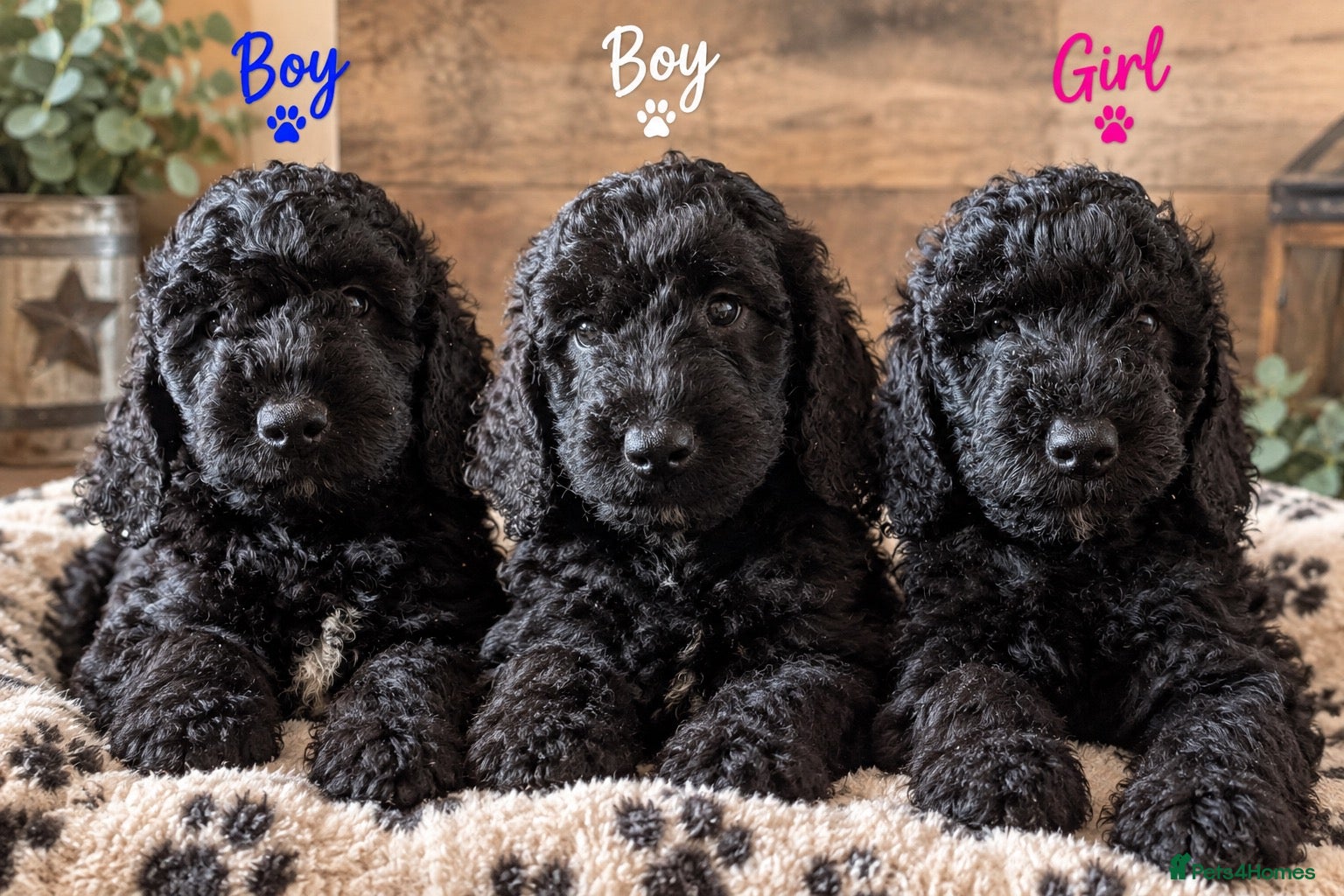 Goldendoodle dogs Brilliant Goldendoodle puppies (only 3 left) - Advert 2