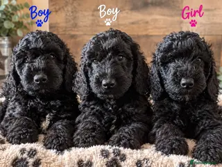 Goldendoodle dogs Goldendoodle puppies ready to leave (only 3 left) - Advert 6