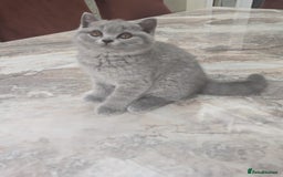 British Shorthair cats for sale: GORGEOUS BSH Kittens - Image 8