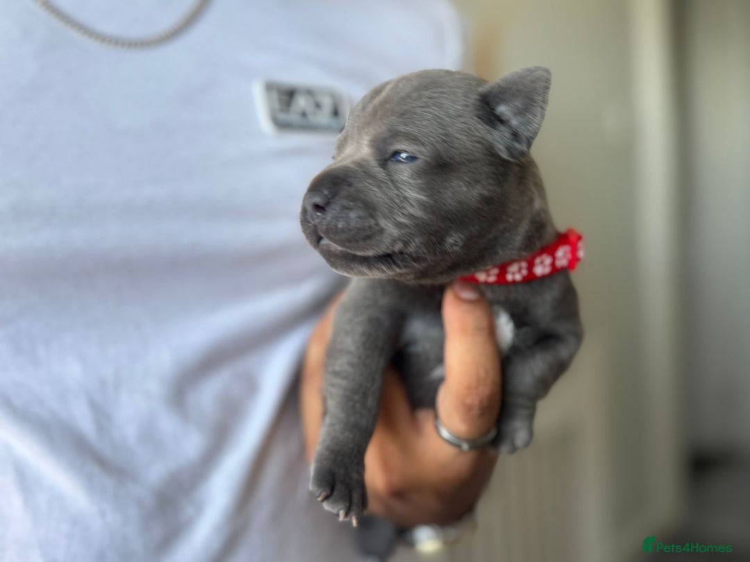 Staffordshire Bull Terrier dogs for sale: 😍😍 BEAUTIFUL & CHUNKY BLUES💙 - Image 8