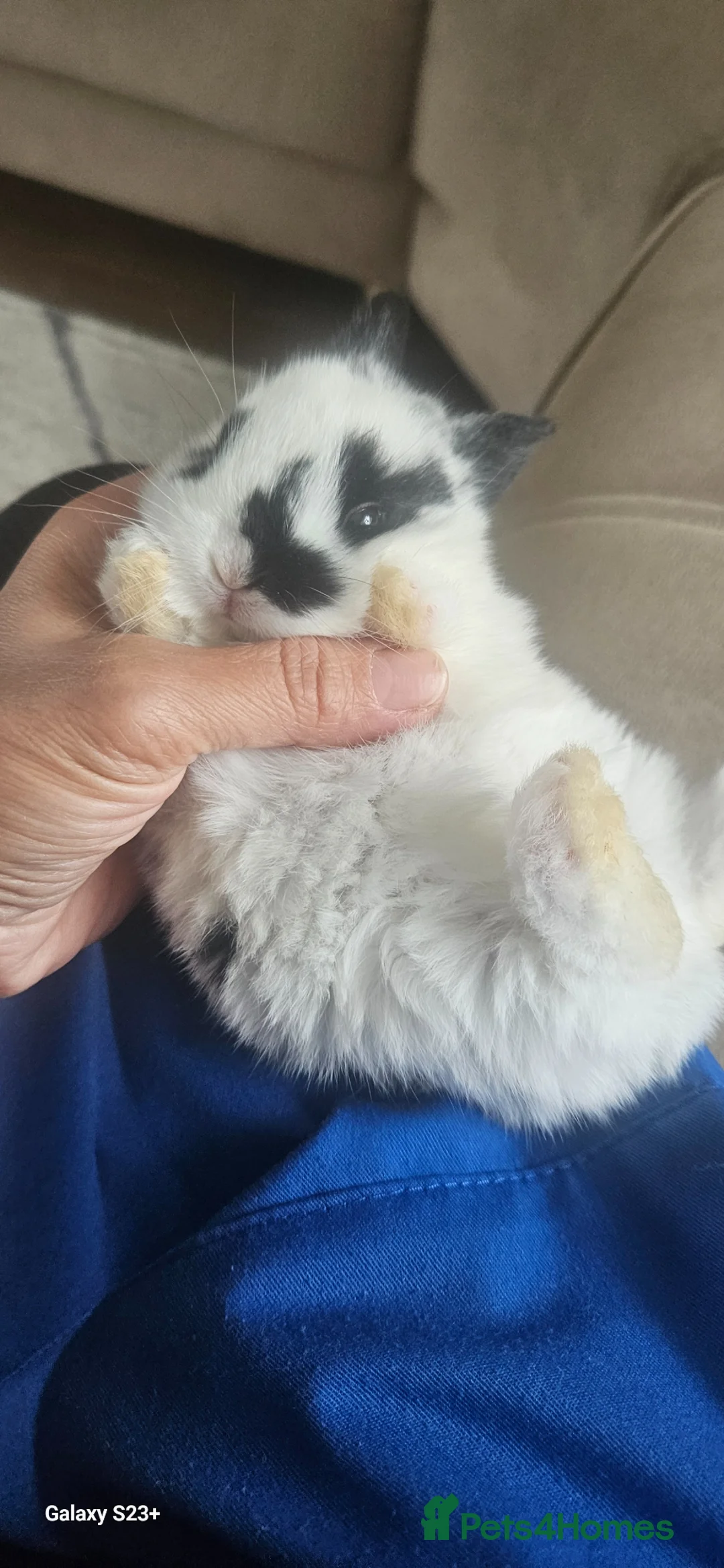 Mixed Breed rabbits for sale: They are mix rex and Dutch  - Advert 12