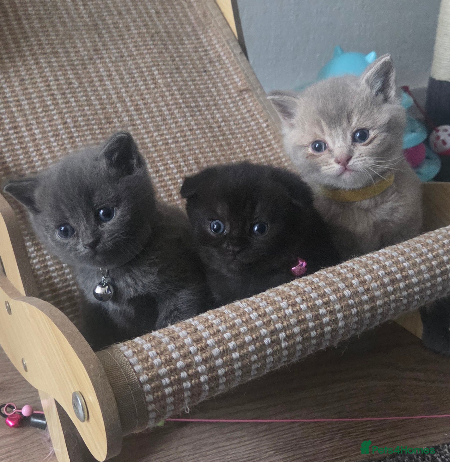 British Shorthair cats British Short Hair/ Scottish Fold LAST 2 GIRLS - Advert 1