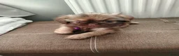 Shih Tzu dogs for sale: Beautiful imperial shih tzu  - Advert 16