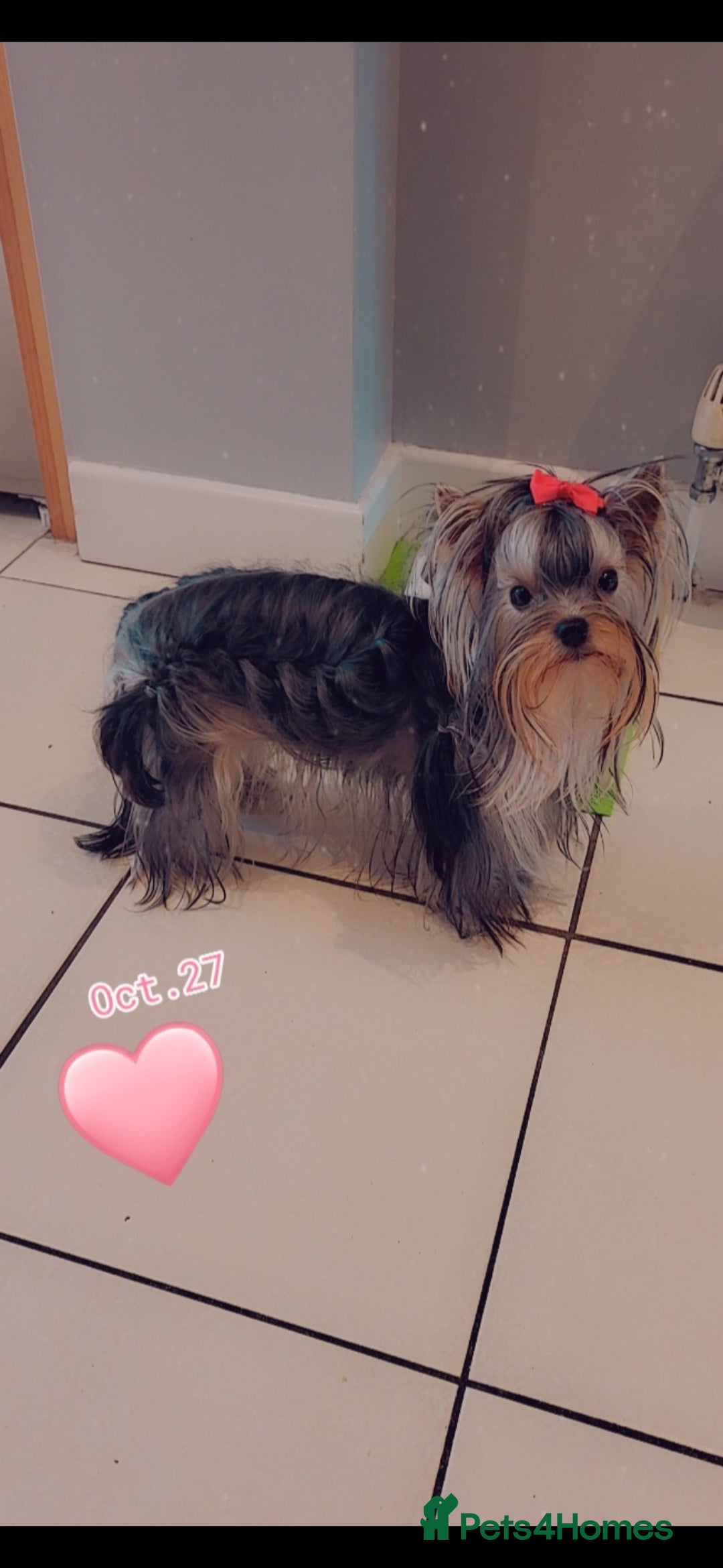 Yorkshire Terrier dogs for sale: Exceptional quality yorkshire terrier puppies  - Advert 4