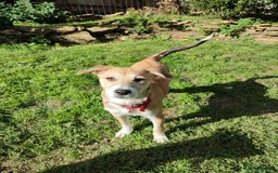 Mixed Breed dogs for adoption: Loving Simba for adoption  - Image 6