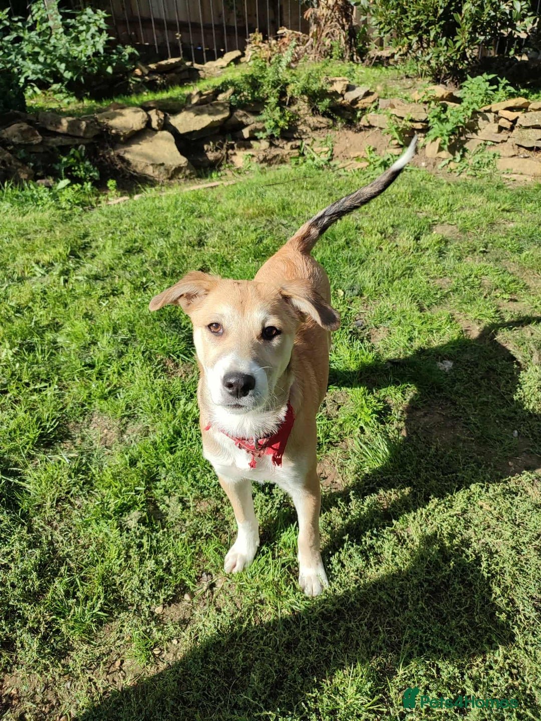 Mixed Breed dogs for adoption: Loving Simba for adoption  - Image 6