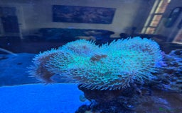 Angelfish fish for sale: Marine fish and coral - Image 10