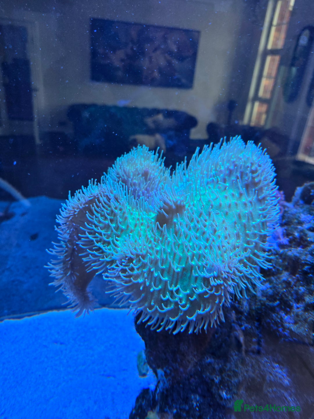 Angelfish fish for sale: Marine fish and coral - Image 10