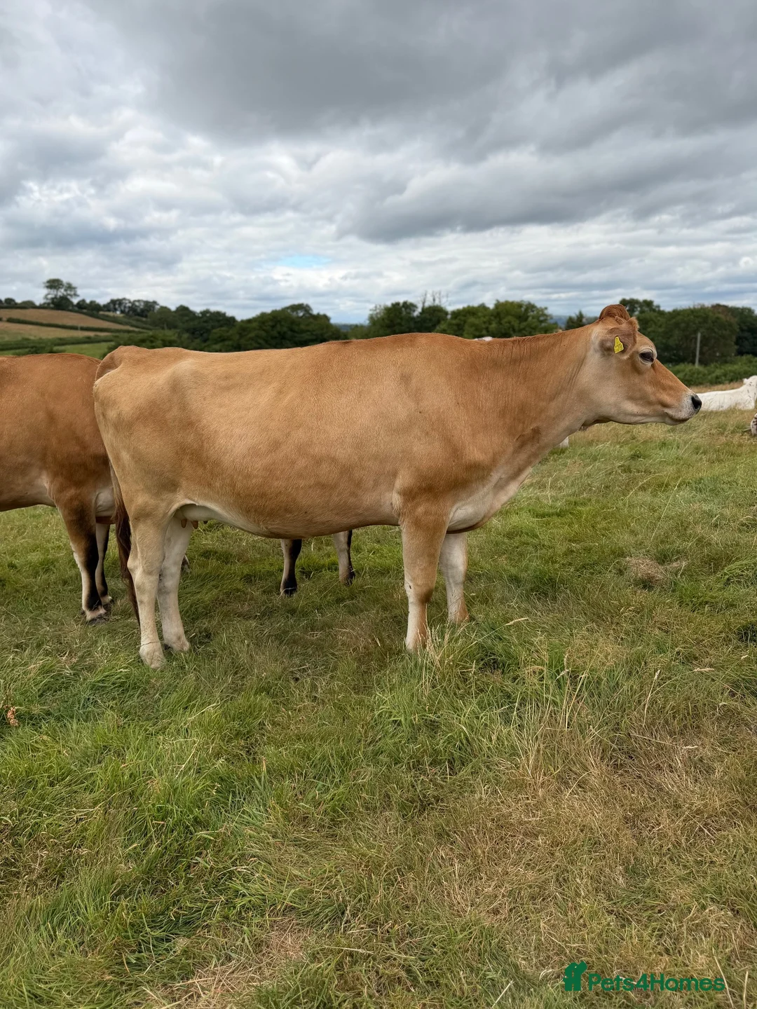 Cows & Bulls livestock for sale: Jersey cow and two Hereford X, 1 with calf at foot - Advert 5