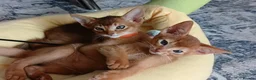 Abyssinian cats for sale: Abyssinian kittens for sale - Advert 16