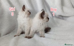 Ragdoll cats for sale: Ragdoll Kittens Looking for Loving Homes - Image 4