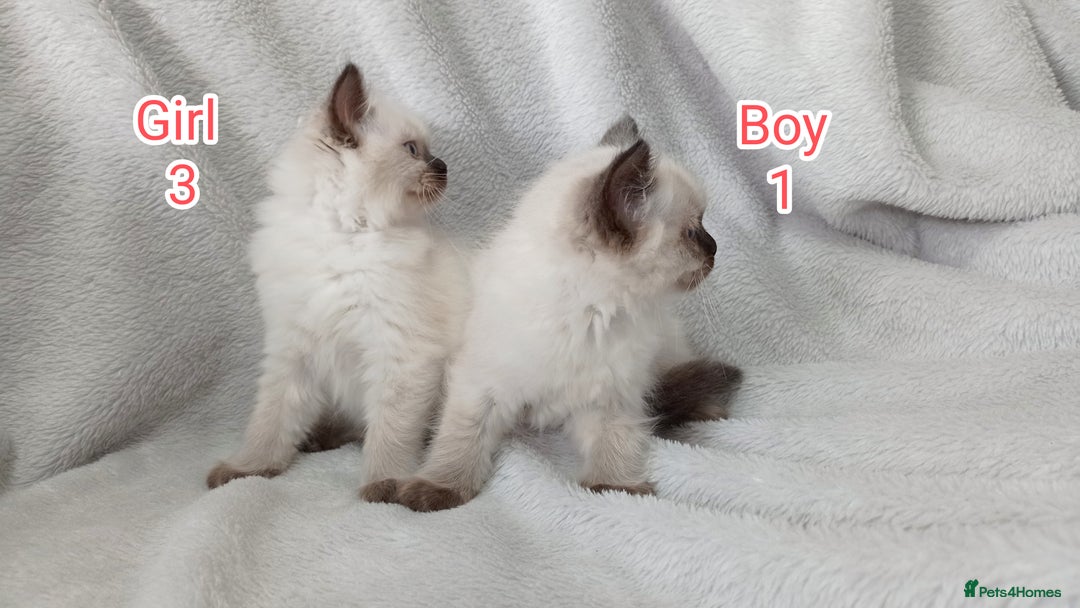 Ragdoll cats for sale: Ragdoll Kittens Looking for Loving Homes - Image 4